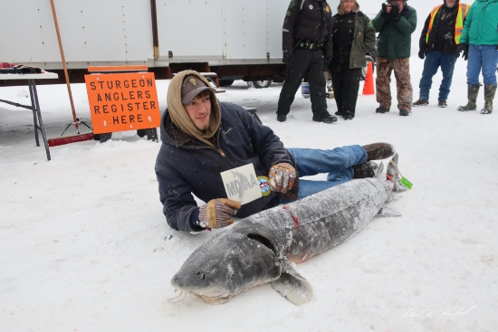 sturgeon