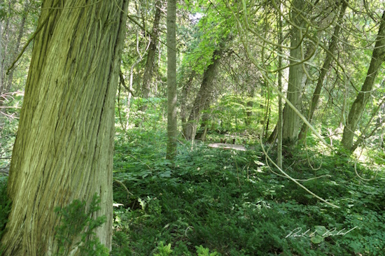 white cedars