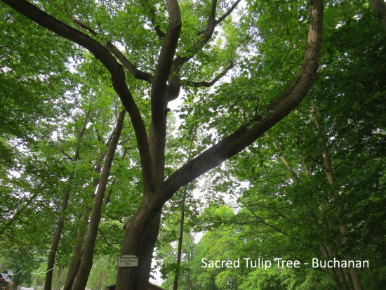 tulip tree