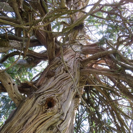 Big Cedar Tree
