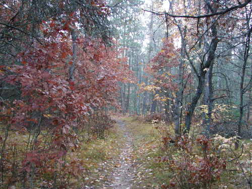 old growth red pines trail